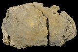 Agatized Fossil Coral Geode - Florida #188071-2